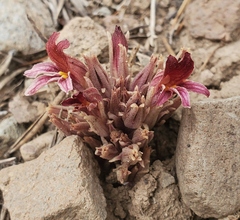 Aphyllon corymbosum