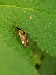 Adelphocoris fasciaticollis