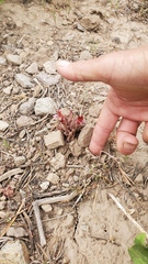 Aphyllon corymbosum