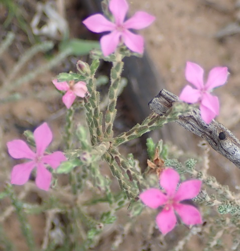 Image of Acmadenia laxa by (c) Nicola van Berkel, some rights reserved (CC BY-SA)