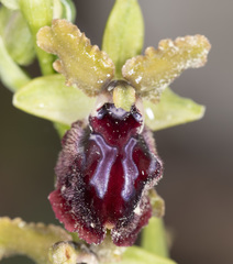 Ophrys sphegodes passionis