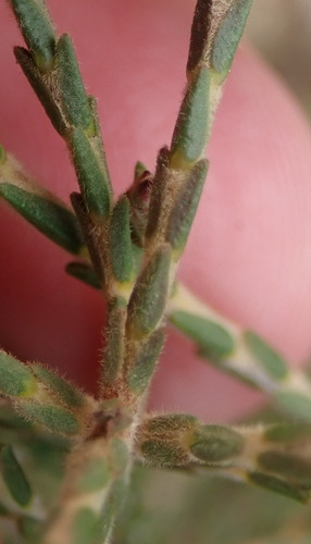 Image of Acmadenia laxa by (c) Nicola van Berkel, some rights reserved (CC BY-SA)