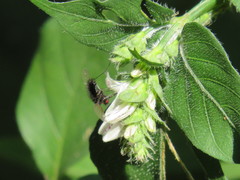 Isoglossa woodii