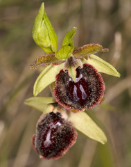 Ophrys sphegodes sipontensis