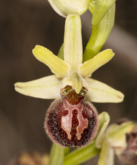 Ophrys sphegodes