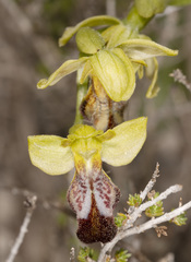 Ophrys fusca