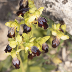 Ophrys fusca