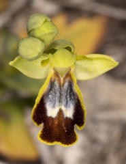 Ophrys fusca