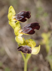 Ophrys fusca