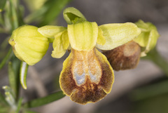 Ophrys sicula