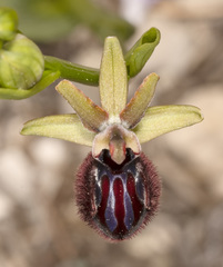 Ophrys sphegodes