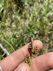 Carex raynoldsii