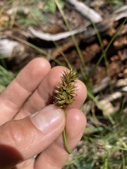 Carex raynoldsii