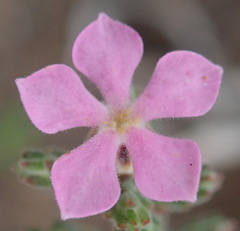 Acmadenia laxa