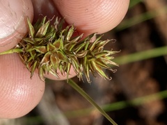 Carex raynoldsii