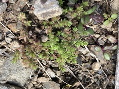 Crassula moschata