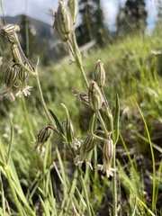 Silene drummondii