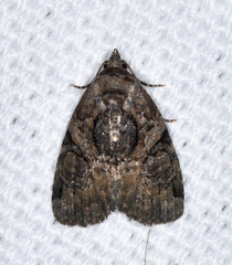 Pseudeustrotia indeterminata