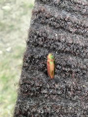 Buprestis intricata