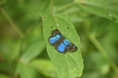 Paches loxus gloriosus