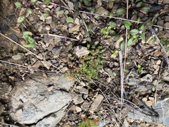 Crassula moschata