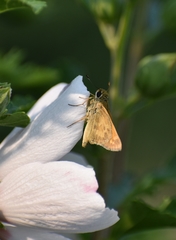 Atalopedes campestris