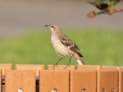 Mimus polyglottos