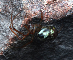 Phonognatha