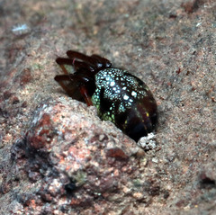 Phonognatha