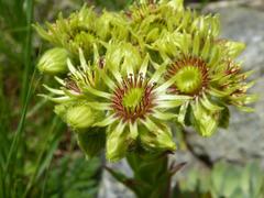 Sempervivum wulfenii