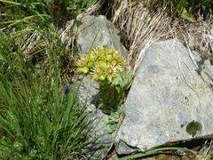 Sempervivum wulfenii