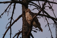 Buteo jamaicensis
