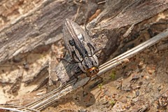 Chrysobothris quadrilineata