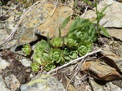 Sempervivum wulfenii
