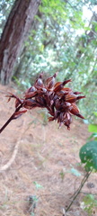Stenorrhynchos albidomaculatum