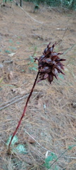 Stenorrhynchos albidomaculatum