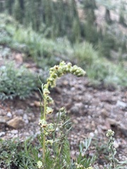 Artemisia norvegica