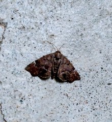 Cutina aluticolor