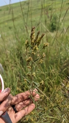 Lespedeza leptostachya