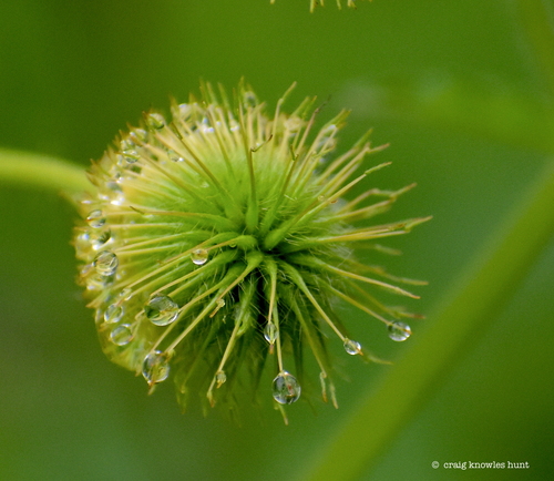 Plaukuotoji žiognagė nuotrauka