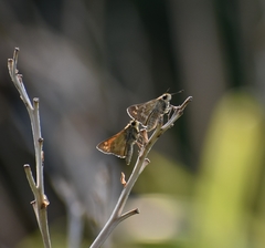 Atalopedes campestris