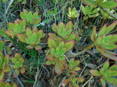 Sedeae