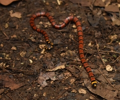 Micrurus diastema apiatus