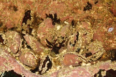 Modiolus modiolus