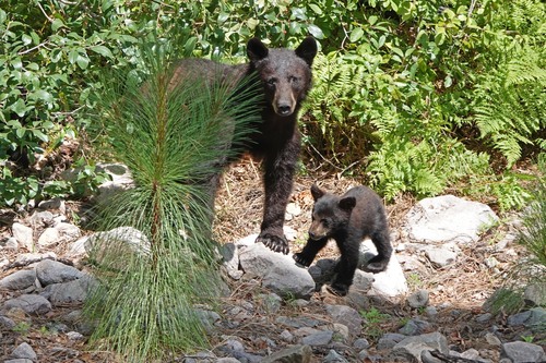 New Mexico Black Bear photographed in Arizona