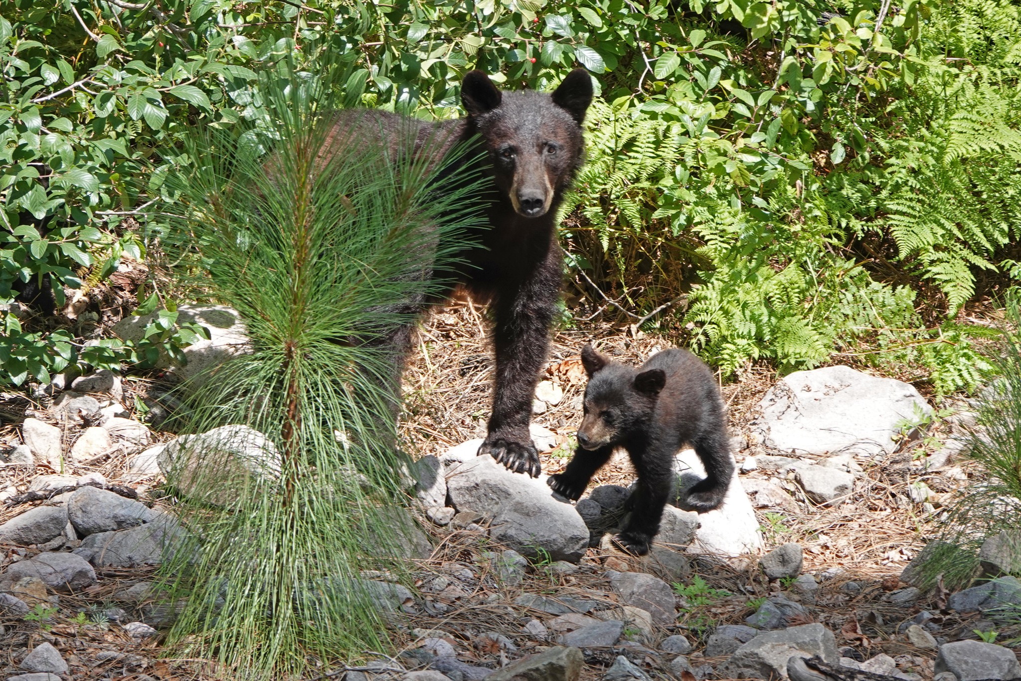 Black Bear Ohio Map