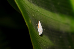 Leptosteges onirophanta