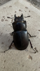 Lucanus tetraodon