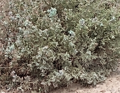Atriplex confertifolia