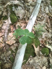 Isotria verticillata